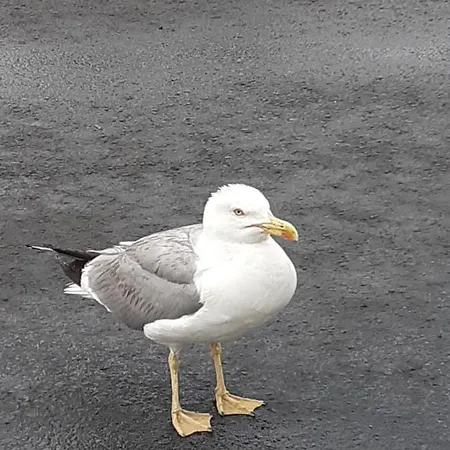 вангелов 아파트 *