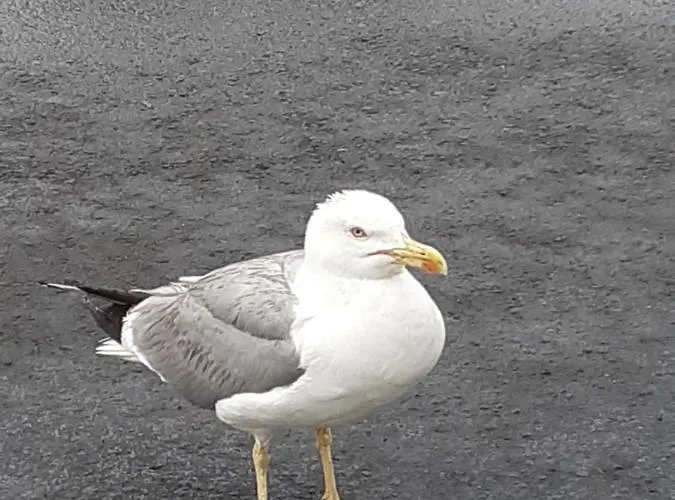 вангелов Apartmán *